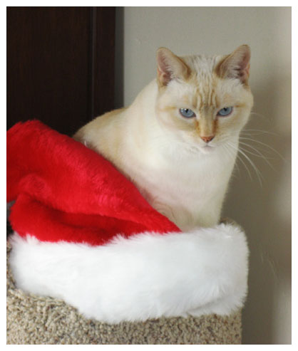 Isabella with Santa Hat